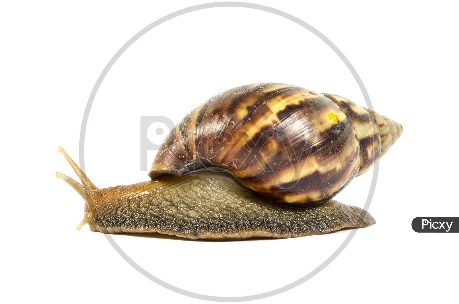View of Garden snail isolated on white background.