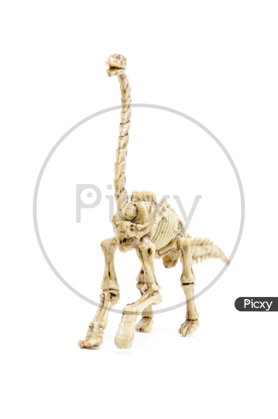 A Dinosaur skeleton