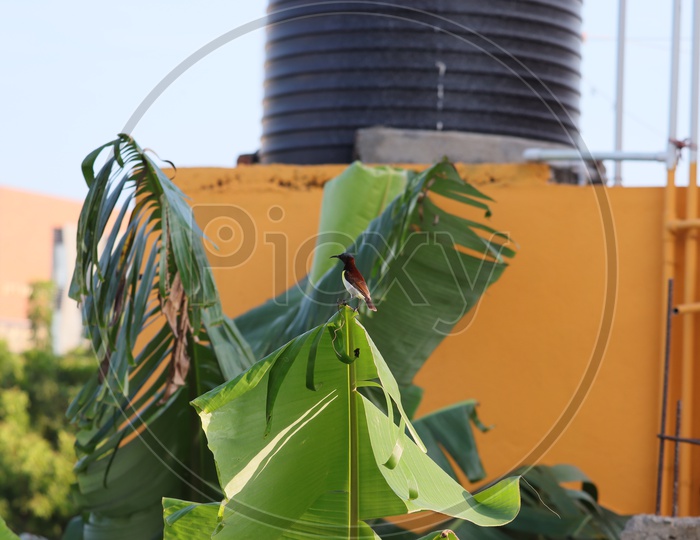 Green Violet-ear,, hummingbird with green leaves in natural habitat, Panama. - Image