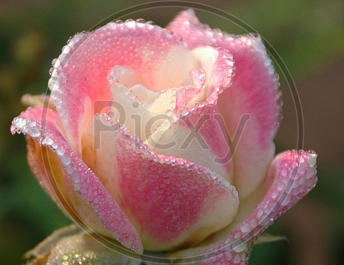 Dew drops on the Pink Rose Flower
