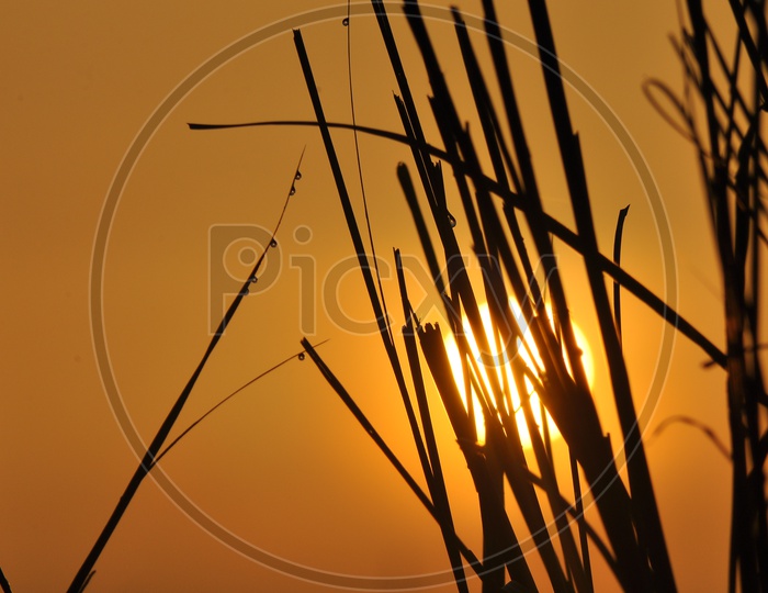 Silhouette of Grass during sunset