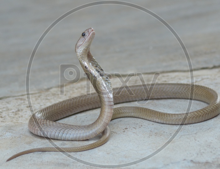 A Cobra Snake