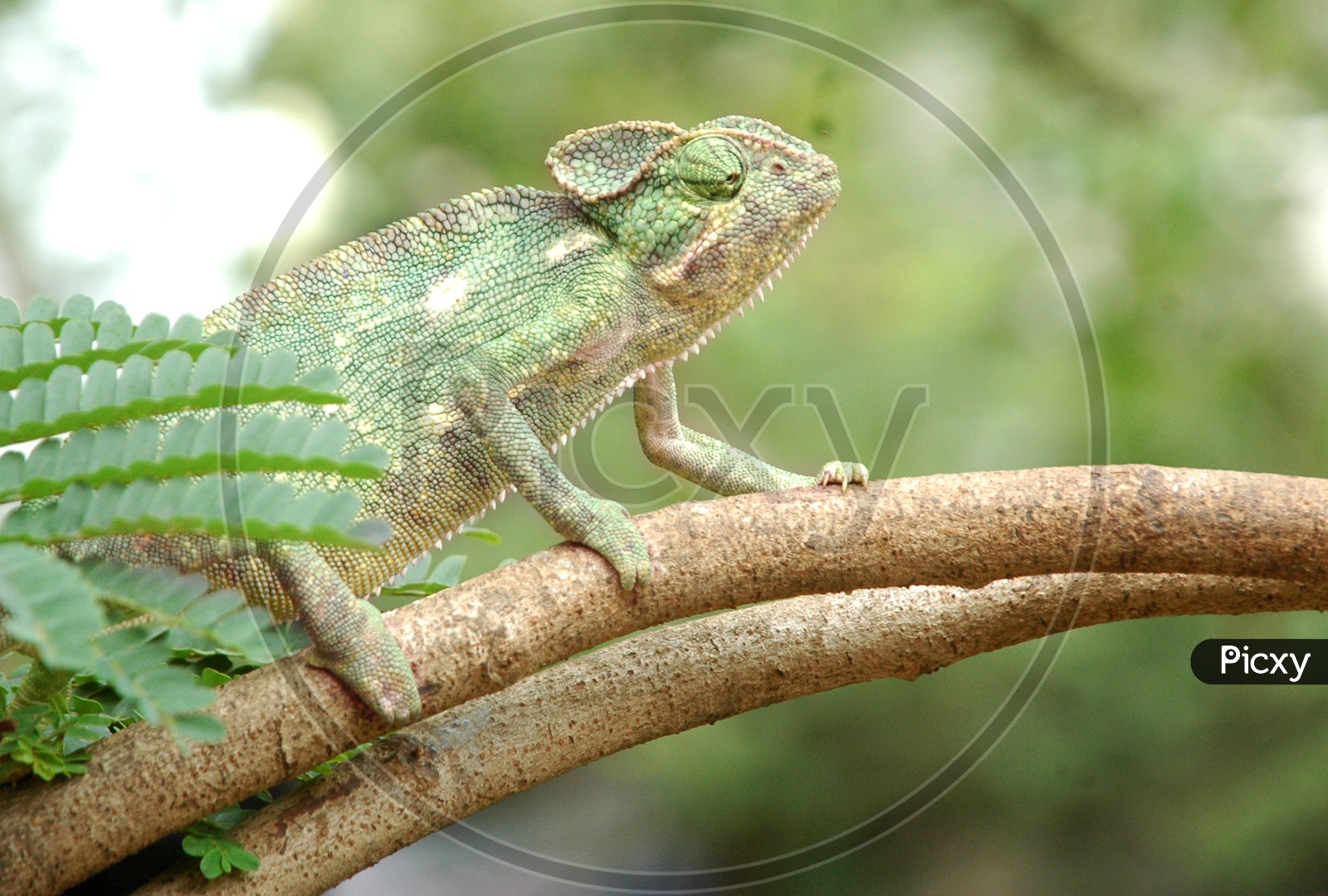 A Chameleon on the tree