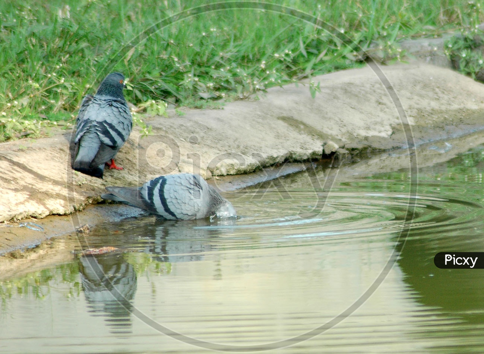 A Pigeon drinking water in the pond