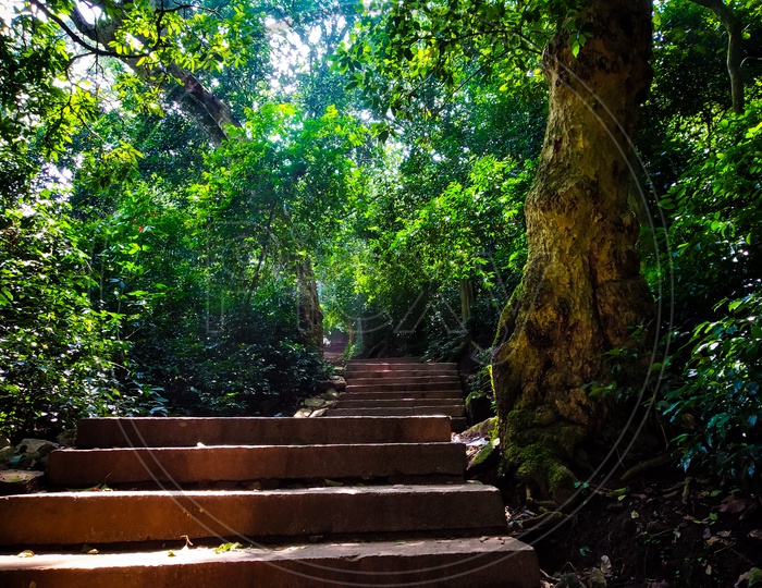 Steps Or Stairs to a Hill With Green Trees