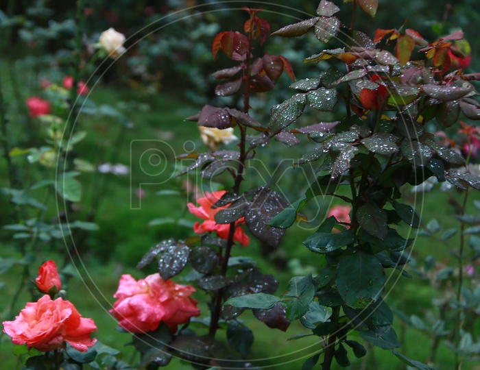 Dew on the Rose plants