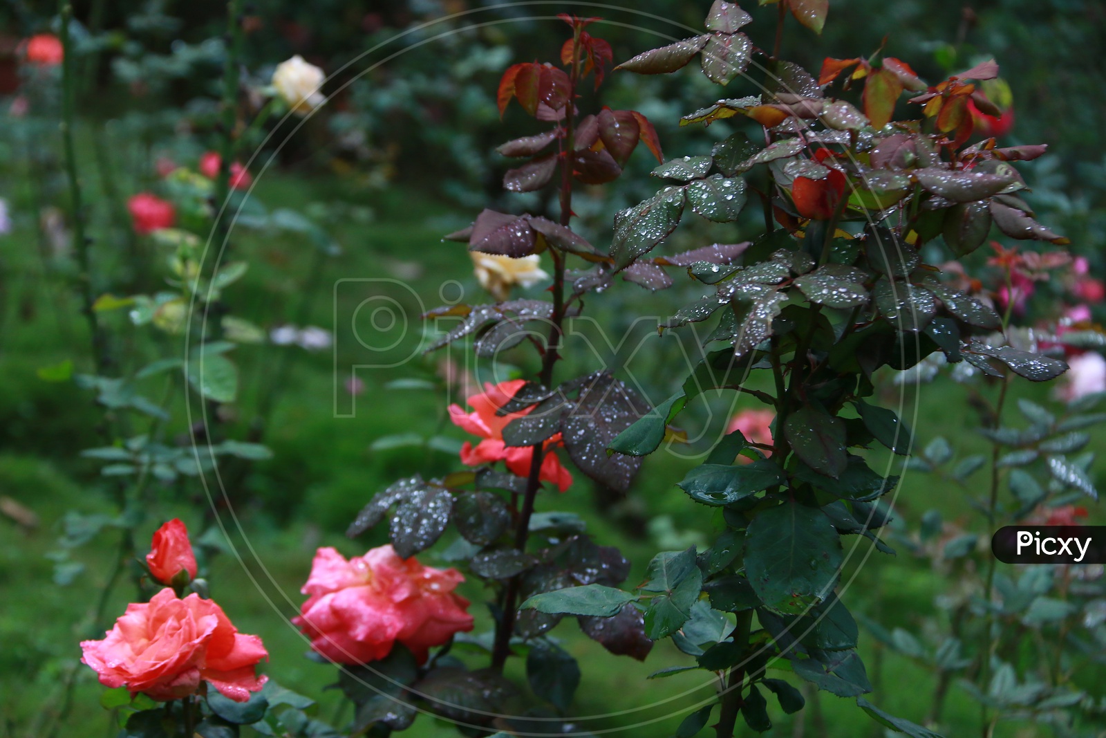 Dew on the Rose plants
