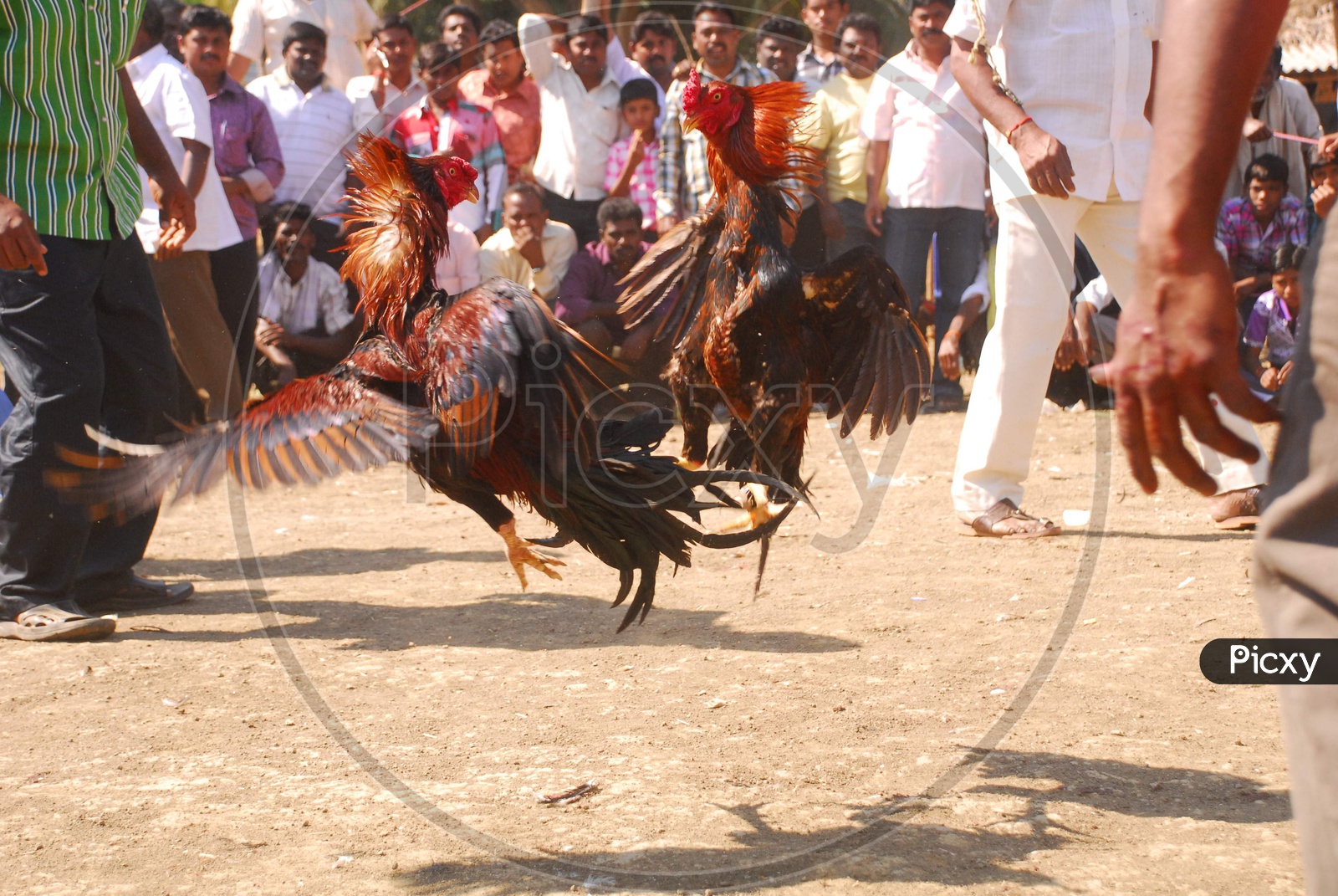 Cock Fight during Sankranthi Festival