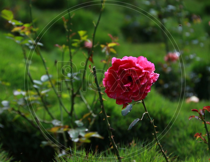 A Fully grown Pink Rose Flower