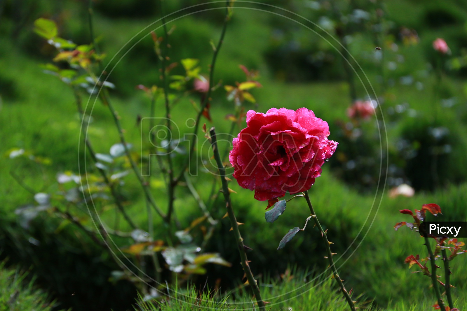 A Fully grown Pink Rose Flower
