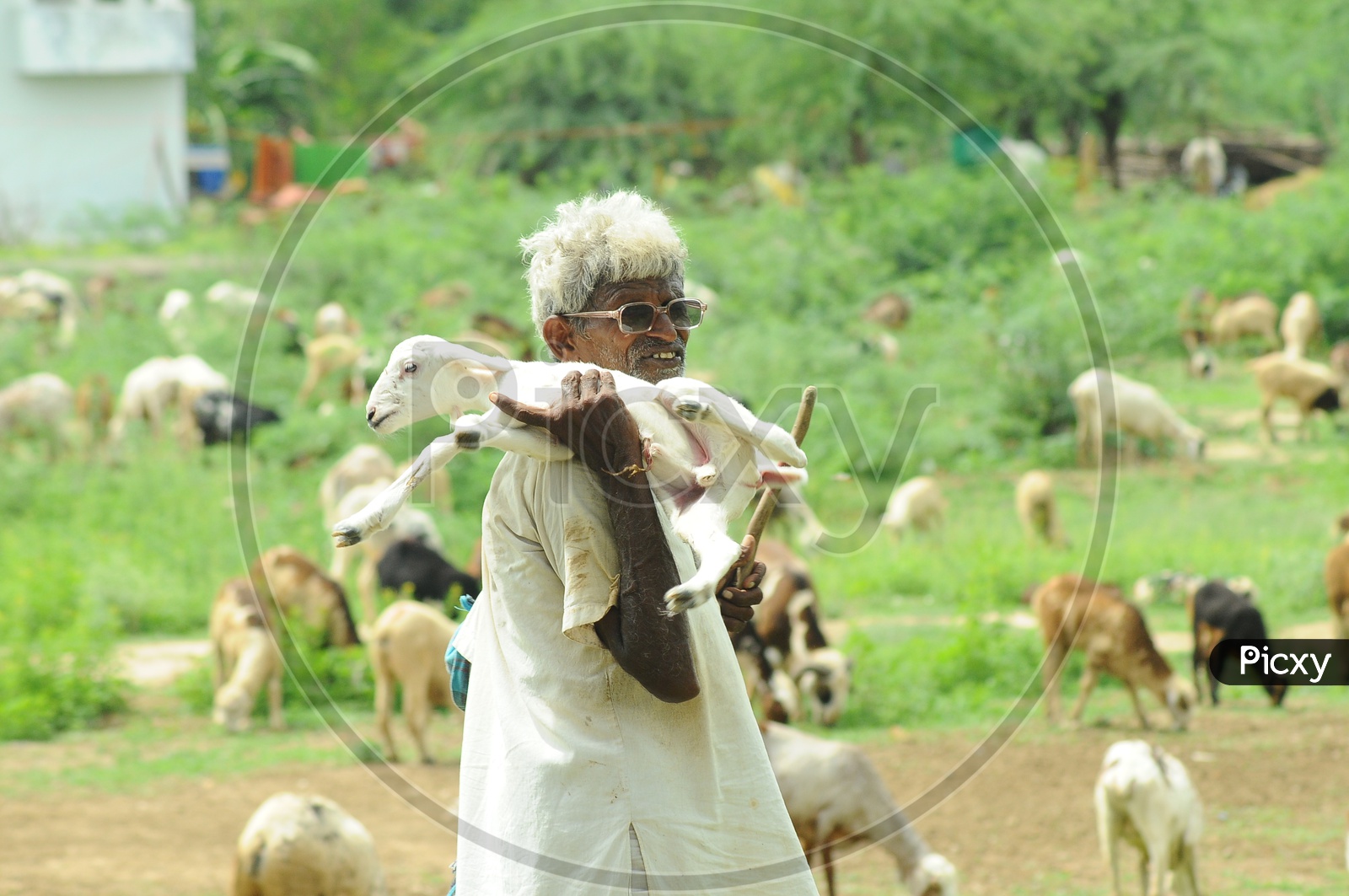 Indian Old Man carrying a lamb