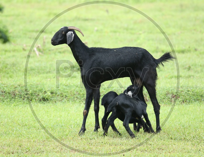 A Goat breastfeeding kids
