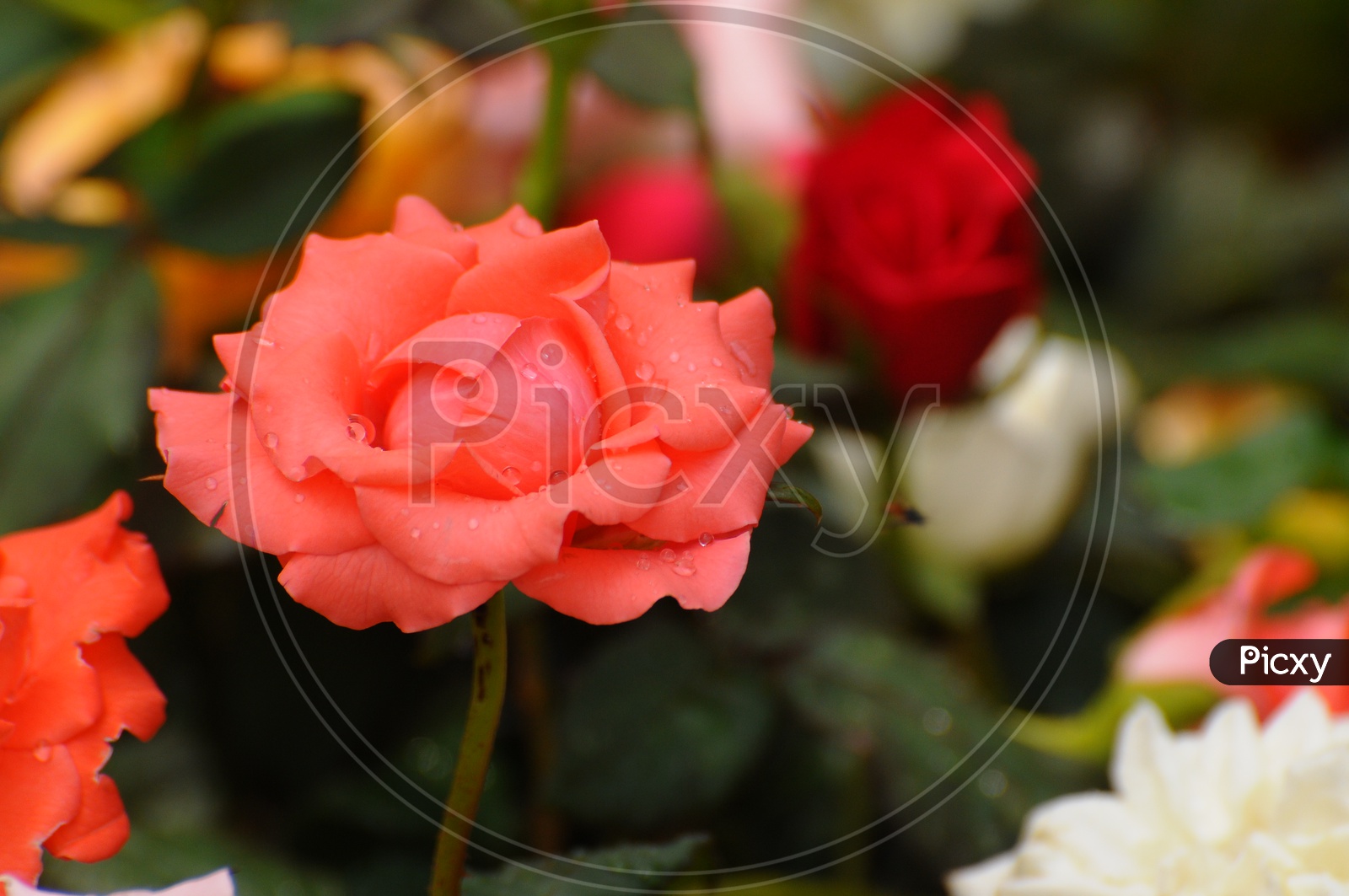 Blooming Peach Colored Rose Flower