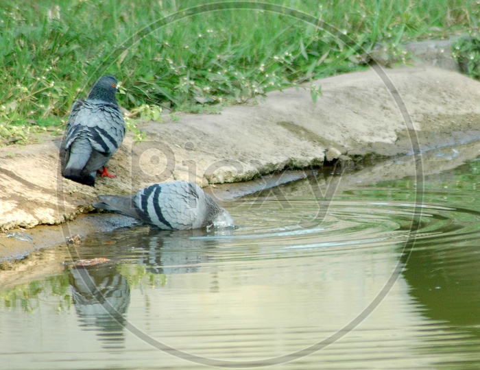 A Pigeon drinking water in the pond