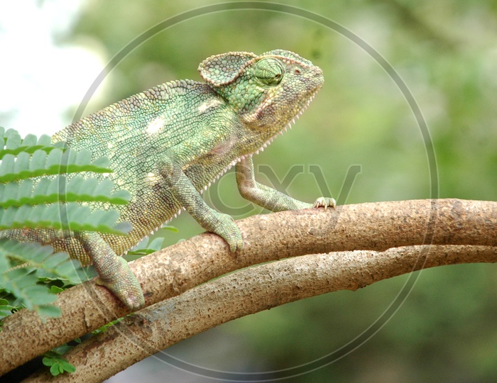 A Chameleon on the tree