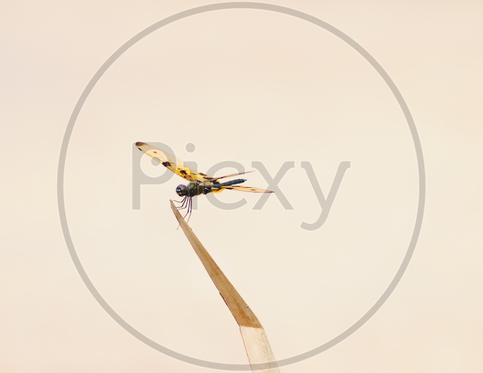 A Colorful Dragonfly on a twig