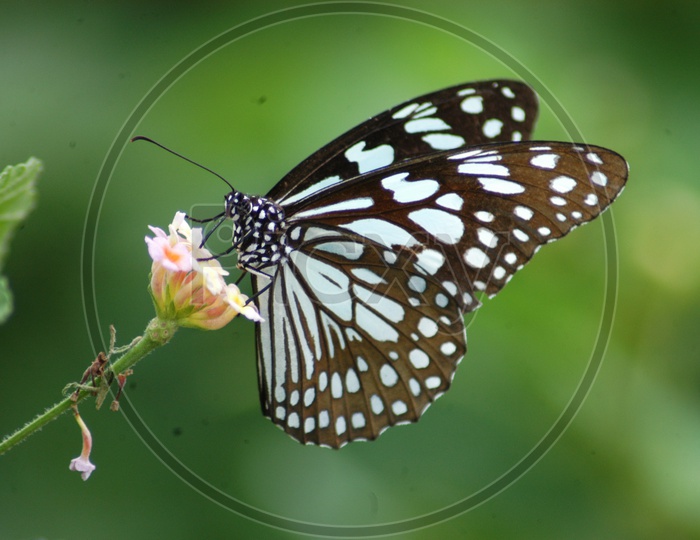 A black and white butterfly on the wild flower