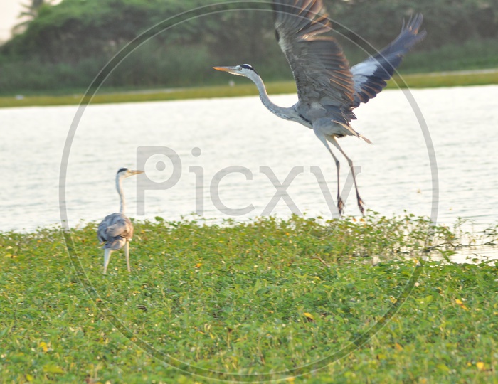 A Great blue heron flying