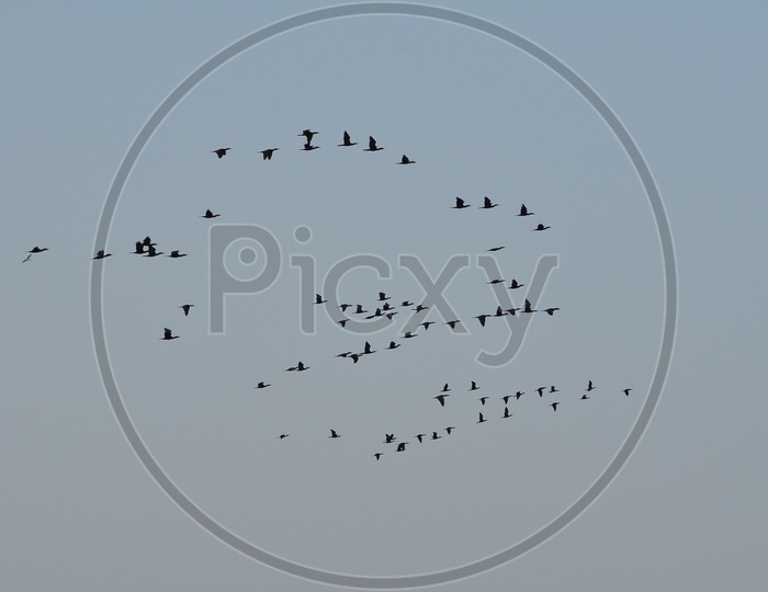 A Flock of Migratory Birds in Flight