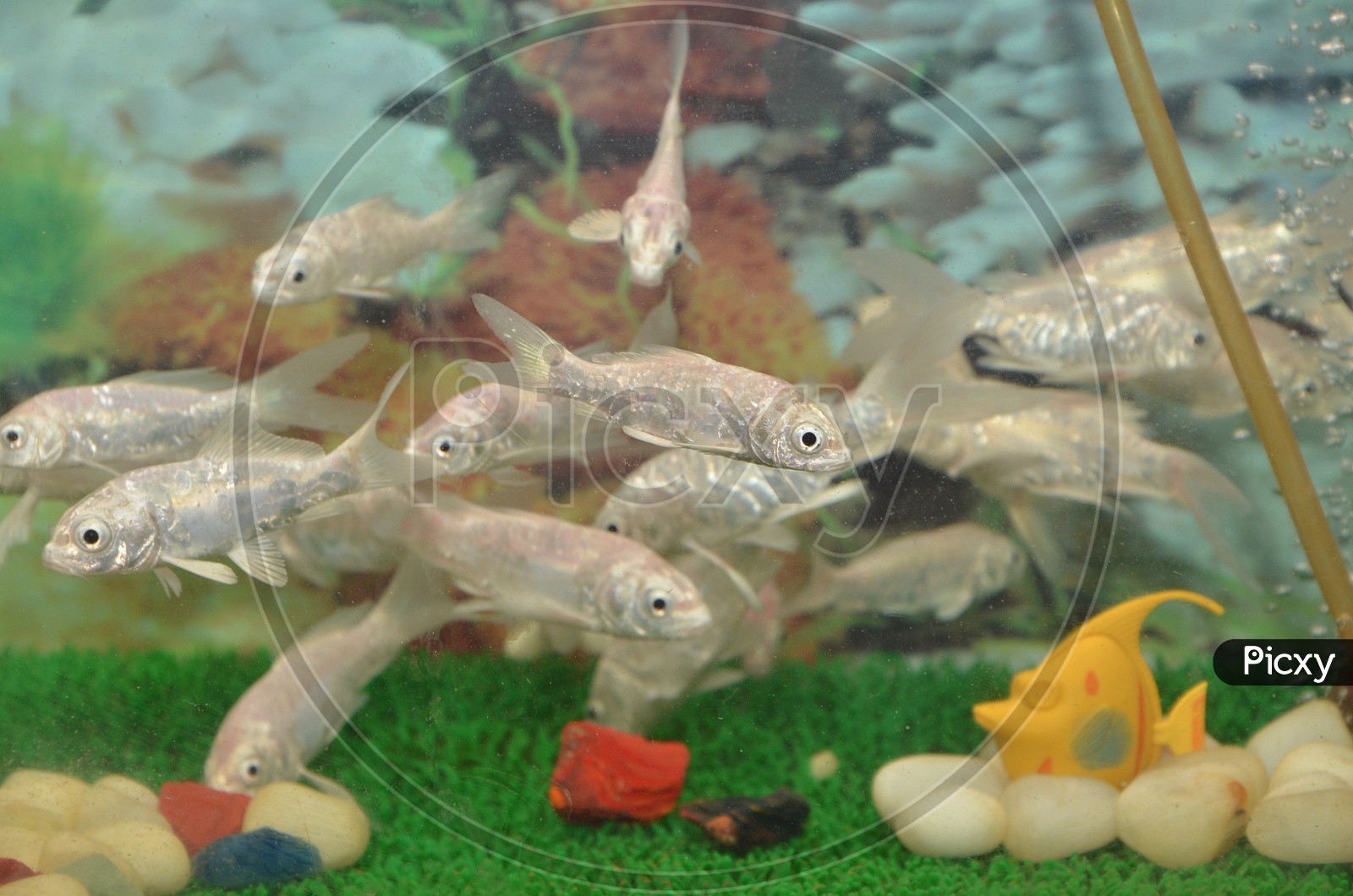 Gafftopsail catfish in the Aquarium