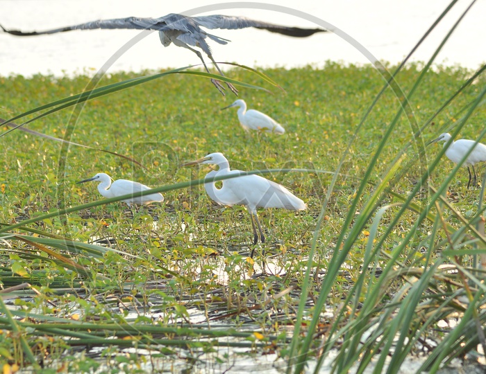 Stork Birds along the pond