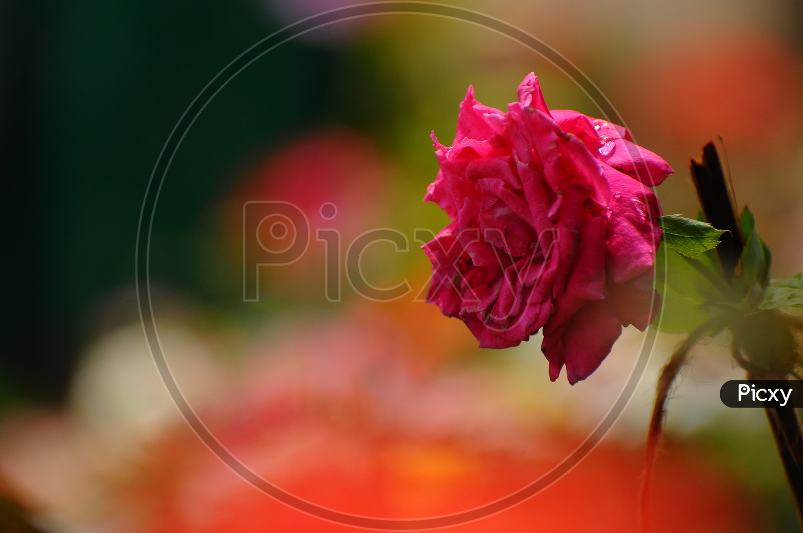 Close up of fully grown pink Rose