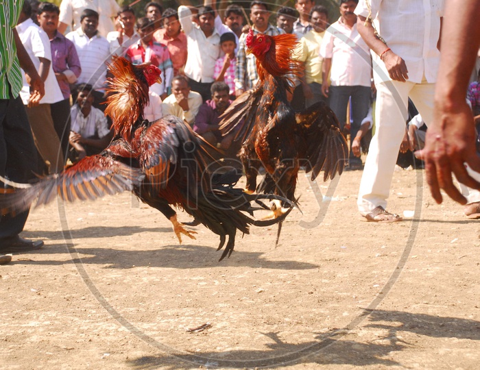 Cock Fight during Sankranthi Festival