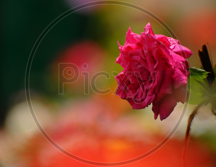 Close up of fully grown pink Rose