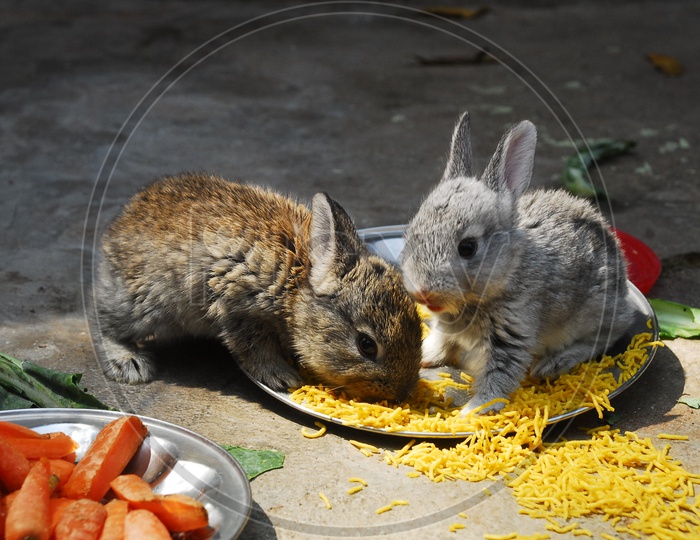 Domestic Rabbits eating