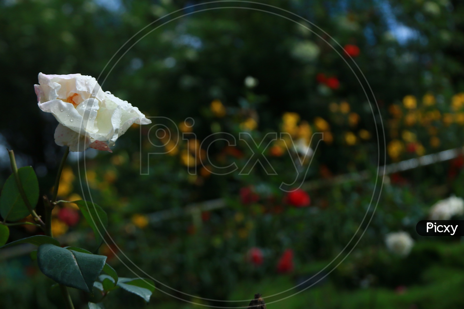 A Fully grown White Rose with water droplets