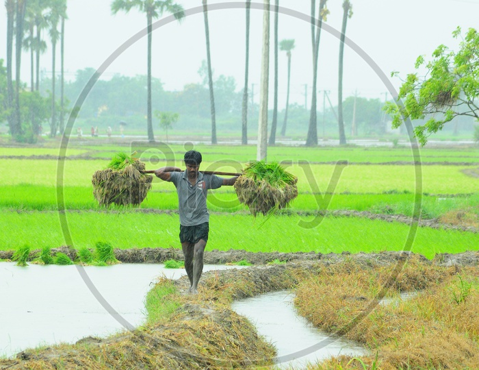 A Farmer carrying Paddy plants
