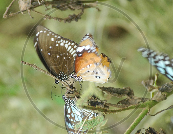 View of Butterflies