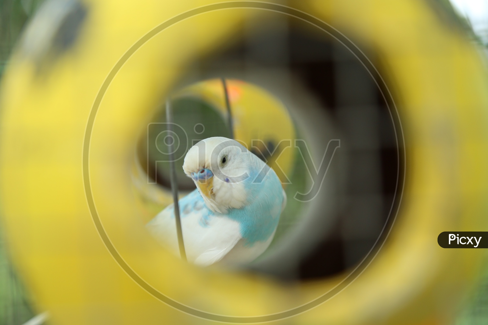 View of Budgerigar
