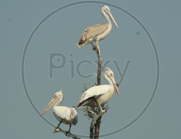 Group of Pelicans standing on the tree