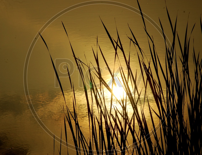 Silhouette of grass alongside a Lotus Pond during Sunset