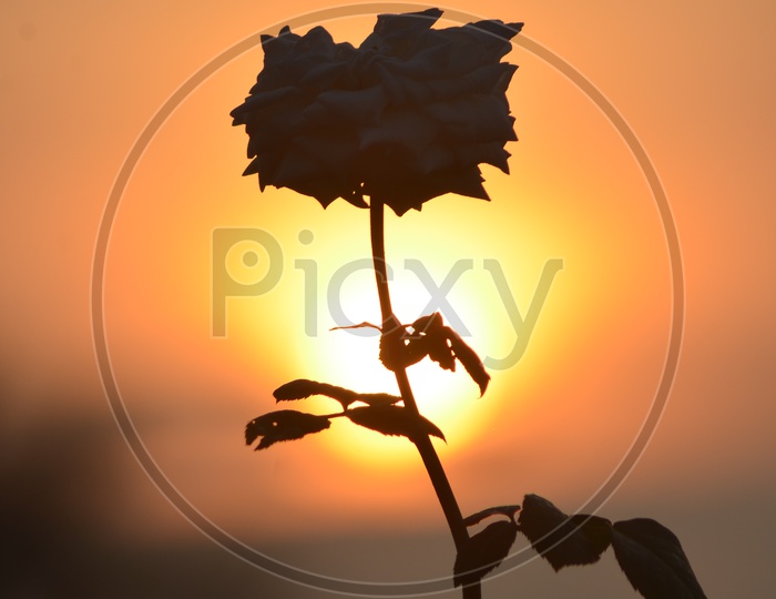A Rose flower during Sunset
