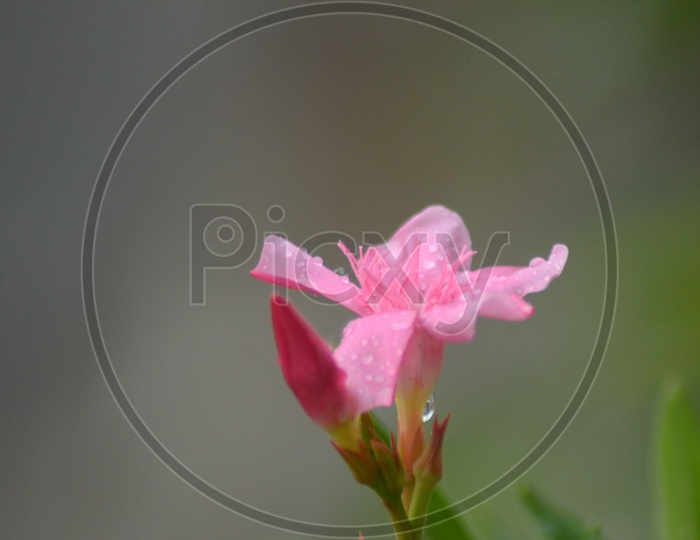 A Flower bud with dew