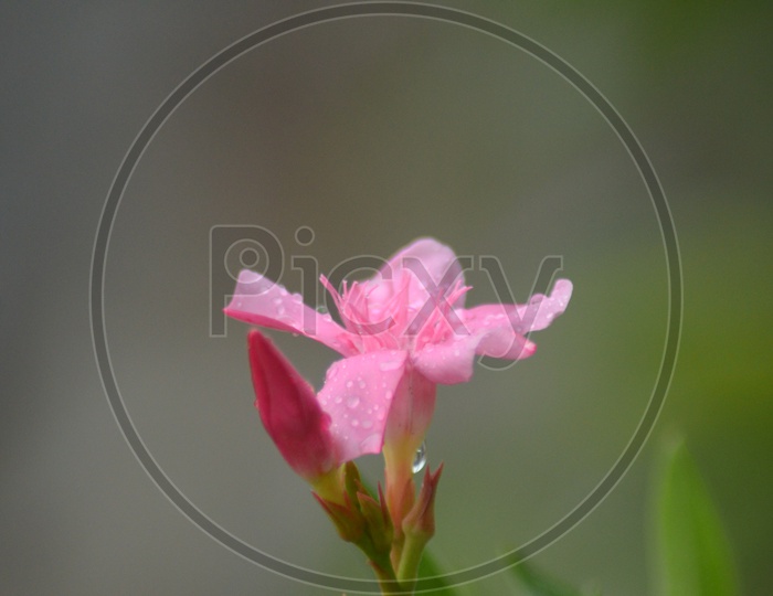 A Blooming pink flower with dew