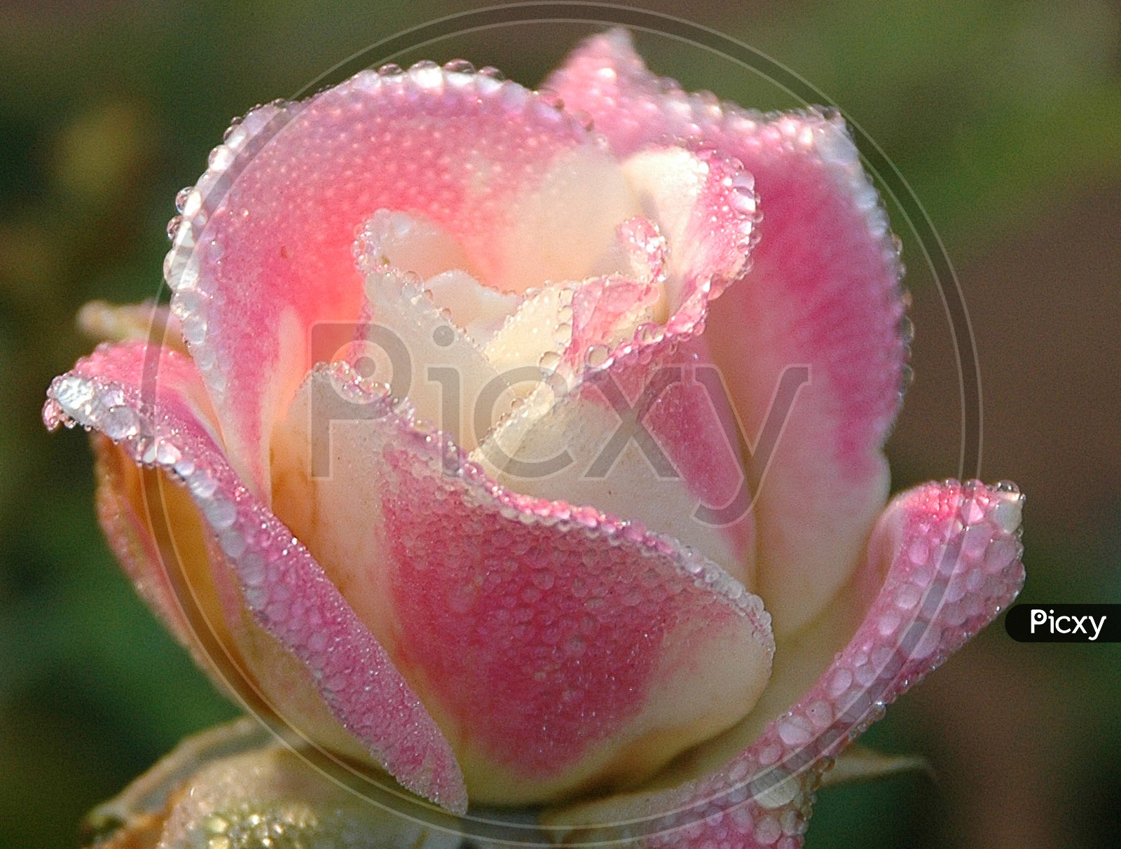 Dew drops on the Pink Rose Flower