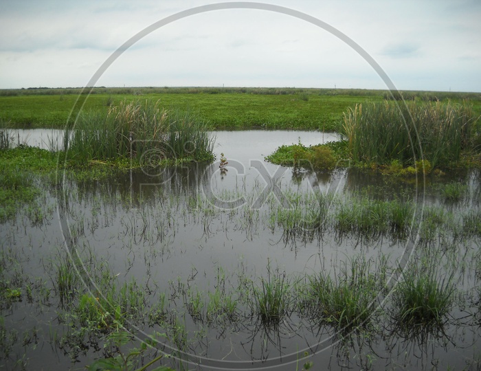 View of a Pond with grass