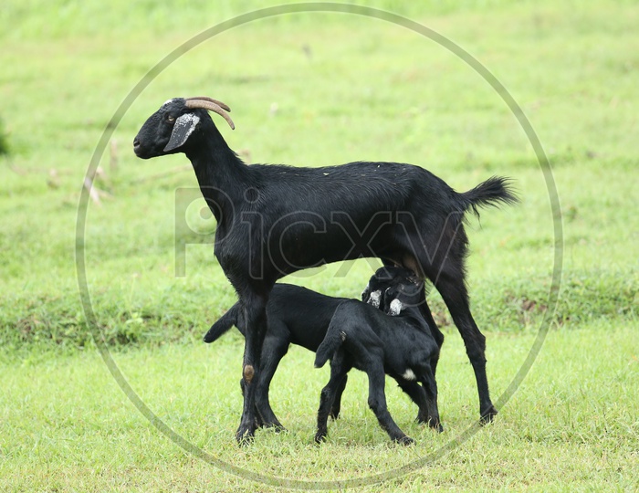 A Goat breastfeeding kids in the fields