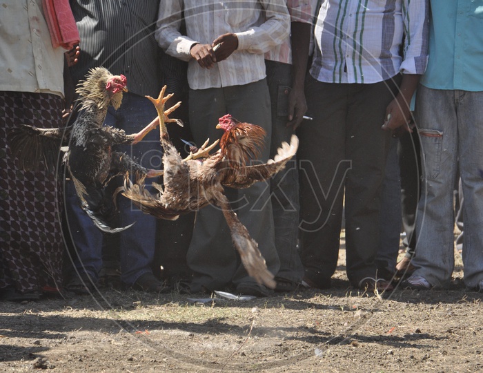 Cock Fight during Pongal Festival