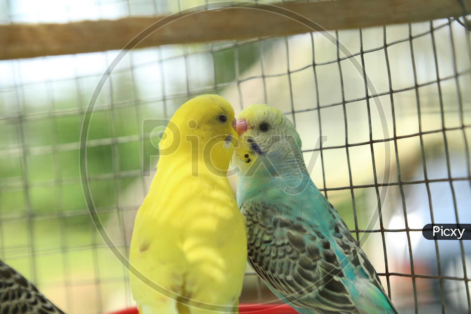 Two Budgerigar Birds in the cage