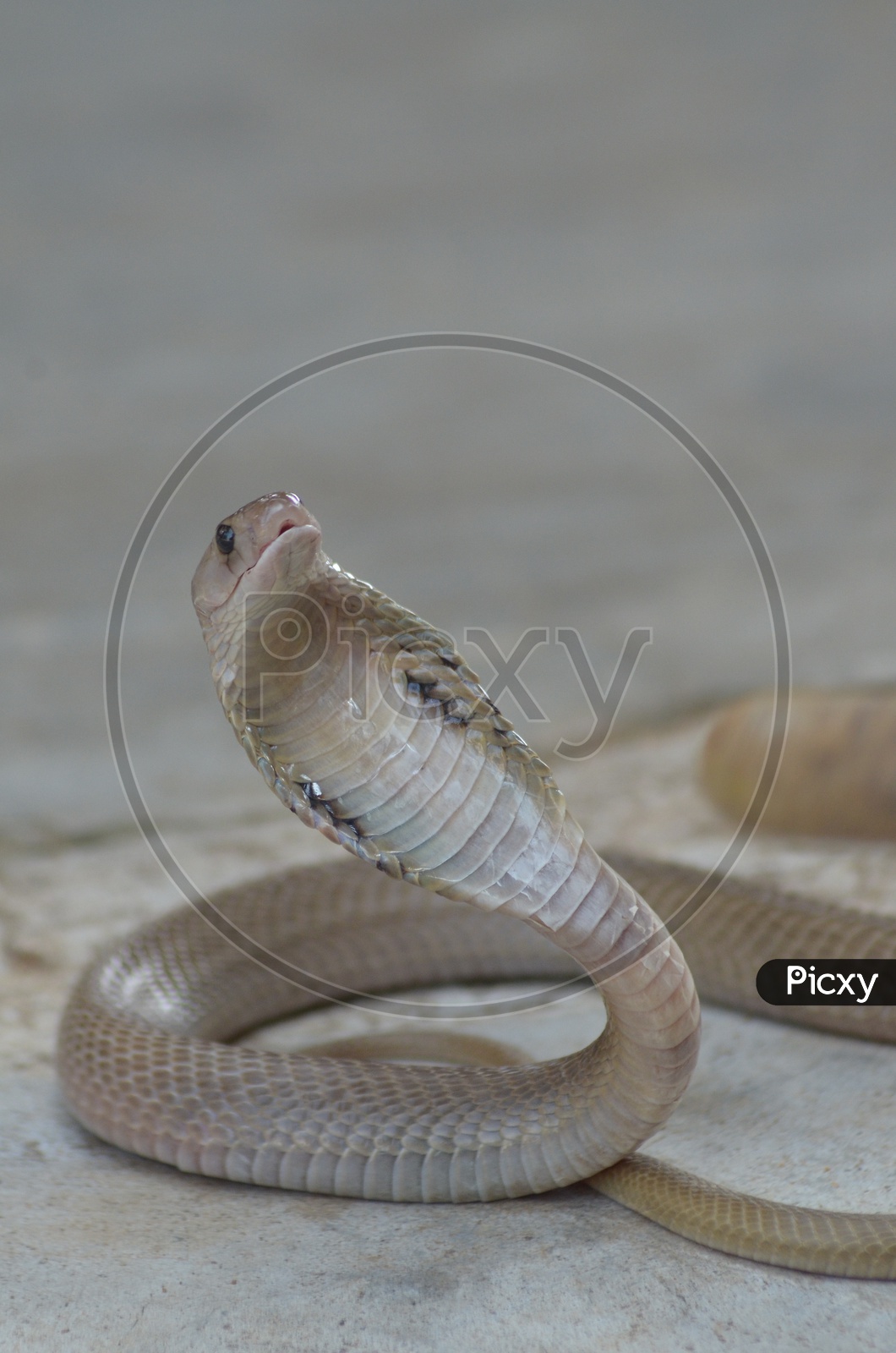 A Closeup of Cobra Snake