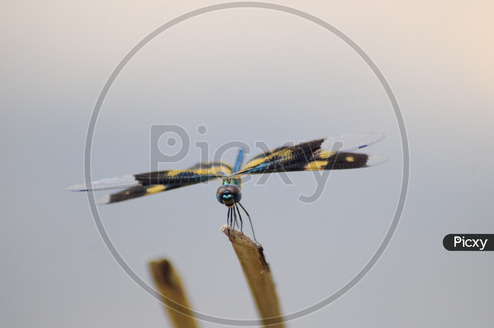 A Close up of Dragonfly