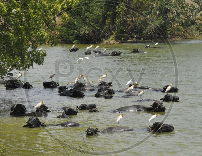View of Buffaloes in the lake