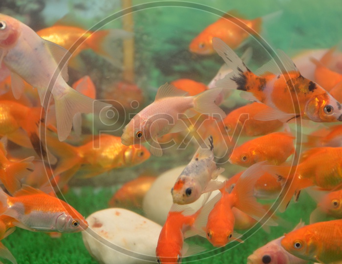 A Gold Fish Aquarium