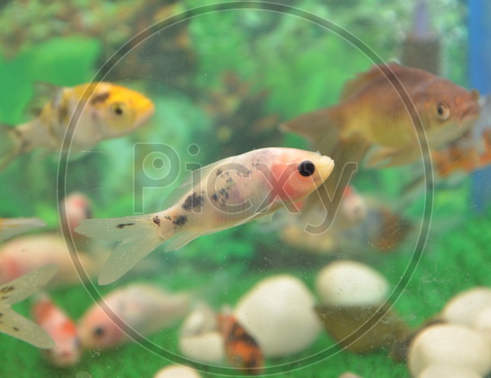 Fishes in the Aquarium
