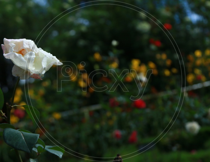 A Fully grown White Rose with water droplets