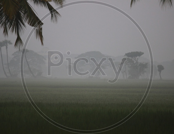 A Foggy Winter morning by the Vijayawada Fields